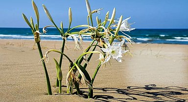 Koruma altındaki kum zambağı çalıştay sembolü oldu