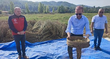 Köyceğiz Kaymakamı Maslak hasada katılarak susam eledi