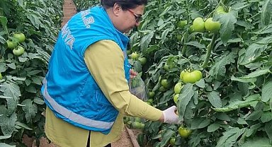 Kütahya'da örtüaltı üretim alanlarından domates numuneleri alındı