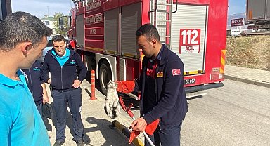 Mahsur kalan kediyi itfaiye kurtardı