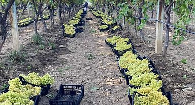 Manisa'nın bağlarında kasım ayında da hasat devam ediyor