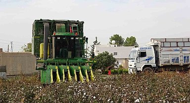 Mardin'de 50 bin dönümde ekilen 'beyaz altın'ın hasadına başlandı