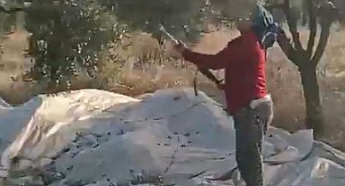 Muğla'da zeytin hasadı başladı