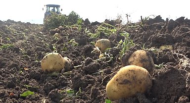 Muşlu kadınların patates hasadı mesaisi