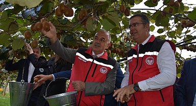 Ordu'da kivi hasadı başladı