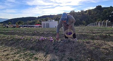 "Dünyanın en pahalı baharatı" safranın hasadı yapıldı