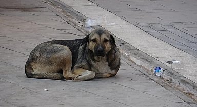 "Kuduz hastalığı ölümcül olabilir"
