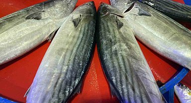 Rize'de palamut ilk kez kendini gösterdi