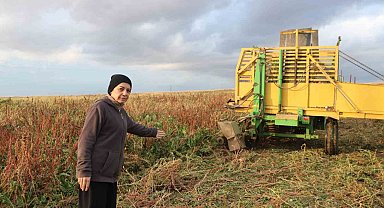 Sandıklı'da bu yıl 100 bin ton üzerinde şeker pancarı rekoltesi bekleniyor