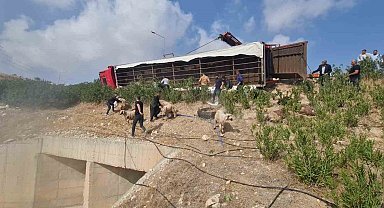 Şanlıurfa'da koyun yüklü tır devrildi: 80 koyun telef oldu
