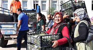 Silifkeli üreticilere lavanta fidesi dağıtıldı