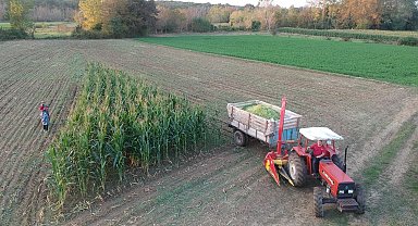 Sinop'ta silajlık mısır hasadı