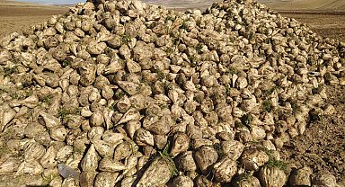 Sivas'ta en tatlı hasat başladı