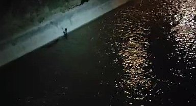 Su samurlarının Harşit Çayı'ndaki keyifli anları görüntülendi