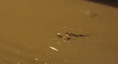 Su samuru derede görüntülendi