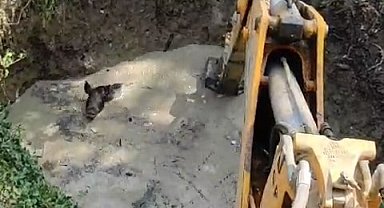 Sulama havuzuna düşen 3 domuz iş makinesi ile kurtarıldı