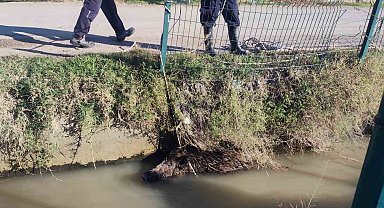 Sulama kanalına düşen yaban domuzu mahalleliyi ayağa kaldırdı