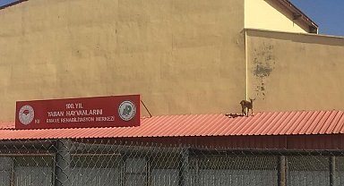 Tedavisi tamamlanan yavru dağ keçisi doğal ortamına bırakıldı