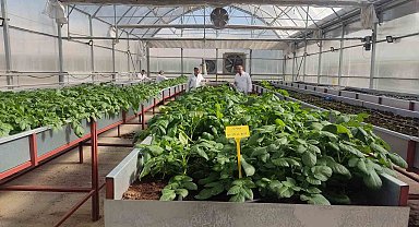 Topraksız tarımla patateste tohumluk üretim arttı