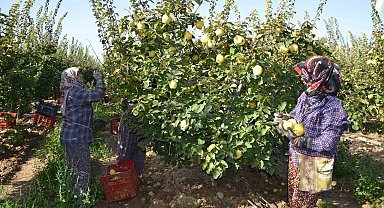 Türkiye ayva üretiminin yüzde 4'ü Denizli'de gerçekleşiyor
