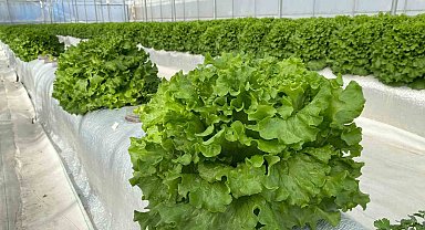 Türkiye'de ilk olan sistemde hasat şenliği