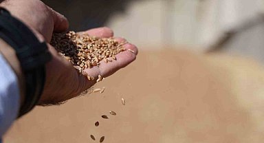 Uzmanlardan, rekolteyi yüzde 50'ye kadar arttırmak için sertifikalı tohum uyarısı