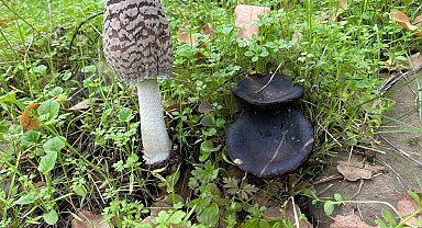 Yağışlar artınca yaylalar mantarla doldu