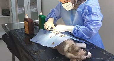 Yaralı halde bulunan yavru köpek tedavi altına alındı