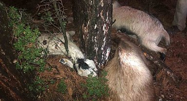 Yıldırım 3 küçükbaş hayvanı telef etti