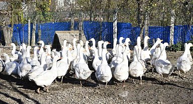 Yöresel tat 'tirit' için kaz yetiştiriyorlar