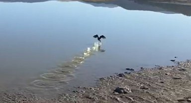 Yorgun düşen göçmen kuş, tekrar doğaya salındı