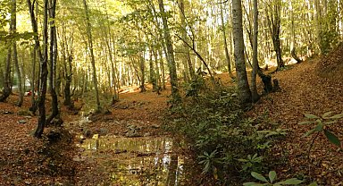 Zonguldak ormanlarında sonbahar güzelliği