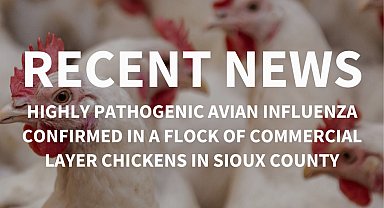 ABD'de kuş gribi krizi devam ediyor: Iowa eyaletinde afet durumu ilan edildi