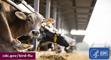 ABD'de süt ineğinden kuş gribi olan kişi sayısı 3'e çıktı