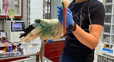 Avcıların vurduğu leylek, bir daha uçamayacak