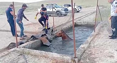 Batman'da atık petrol kuyusuna düşen atı itfaiye kurtardı