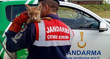 Bitkin bulunan yavru tilki, bakım sonrası doğaya bırakıldı