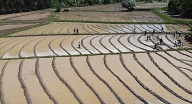 Bitlis'te dededen kalma yöntemlerle imece usulü çeltik ekimi