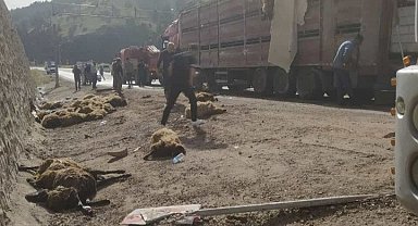 Devrilen TIR'ın sürücüsü yaralandı, dorsedeki 100 koyun öldü