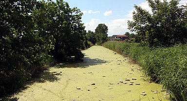EDİRNE Bayır Deresi, kirlilikten yeşile büründü