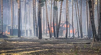 Harkiv'de bombardıman sonucu orman yangını