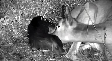 Hatay'da yılın 4'üncü dağ ceylanı dünyaya geldi