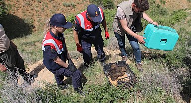 Kırıkkale'de köye getirilen kurt yavruları koruma altına alındı; 4 gözaltı