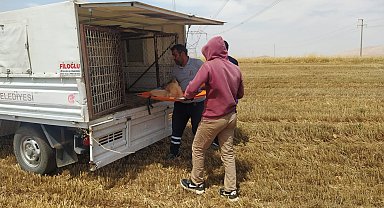 Mardin'de biçerdöverin altında kalan köpeğin 3 ayağı koptu