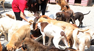 Okulda takı üretip satan Derya öğretmen ve öğrencileri, sokak köpeklerine can oldu