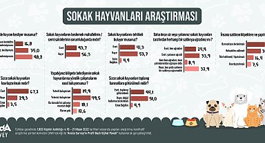 Sokak hayvanları araştırması: Yüzde 53,7 tehlikeli bulmuyor, çözüm kısırlaştırma