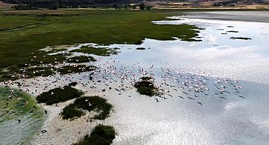 Yarışlı Gölü'nün misafirleri flamingolar, dronla görüntülendi