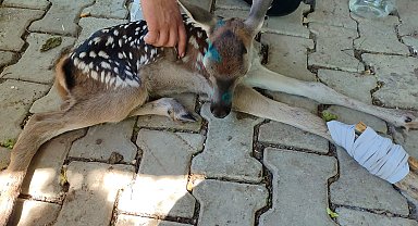 Çakalların saldırdığı yavru geyiği yoldan geçen çift kurtardı