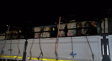 İstanbul'a kurbanlık hayvanların girişi başladı