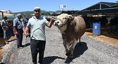 Kurban pazarının en büyüğü 'Toros Kaplanı', 270 bin TL'den satıldı